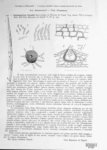 Cladosporium cycadis image